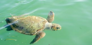 Flora und Fauna Kefalonias Caretta Caretta Schildkroete